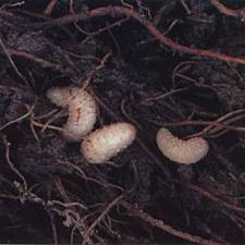 Attached picture vine weevil larvae.jpg